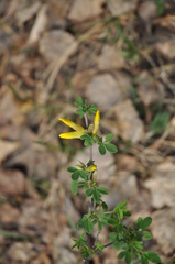 Chamaecytisus ruthenicus