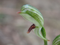Pterostylis williamsonii