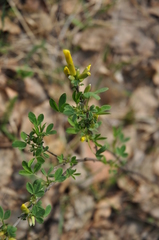 Chamaecytisus ruthenicus