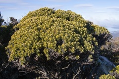 Ozothamnus ledifolius
