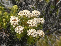 Ozothamnus ledifolius