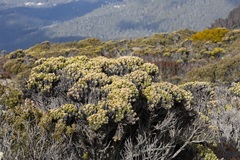 Ozothamnus ledifolius
