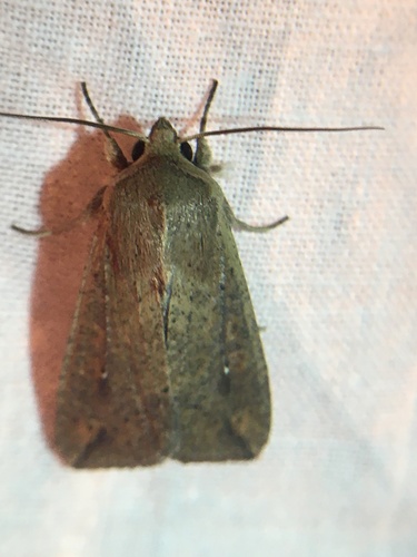photo of White-speck Moth (Mythimna unipuncta)