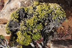 Ozothamnus ledifolius