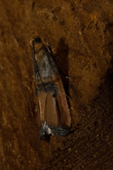 Dasypyga alternosquamella