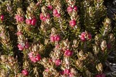 Planocarpa petiolaris
