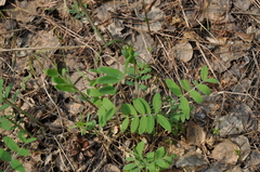 Lathyrus pisiformis