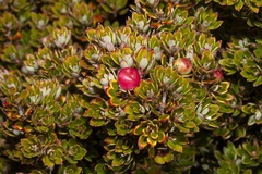 Planocarpa petiolaris