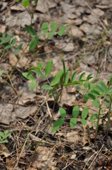 Lathyrus pisiformis