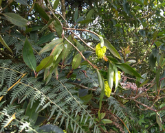 Epidendrum envigadoense