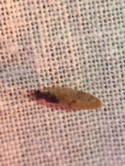 Sympherobius barberi