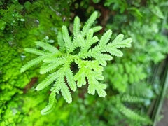 Selaginella delicatula