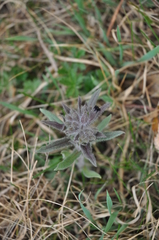Nonea pulla