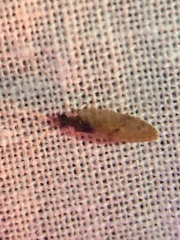 Sympherobius barberi