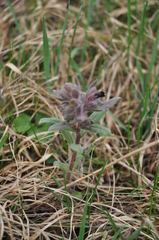 Nonea pulla