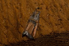 Dasypyga alternosquamella