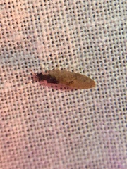 Sympherobius barberi