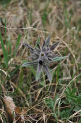 Nonea pulla