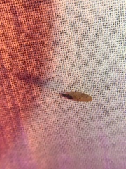 Sympherobius barberi