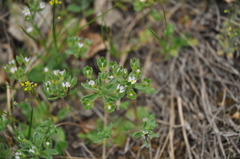 Androsace maxima