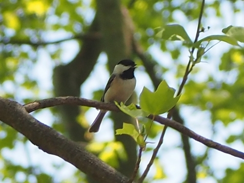 Carolina Chickadee photographed in Maryland