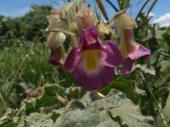 Proboscidea louisianica