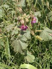 Proboscidea louisianica