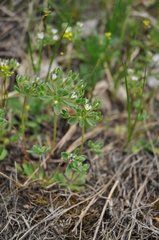 Androsace maxima