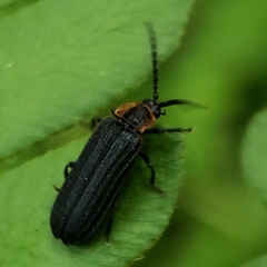 Eropterus trilineatus