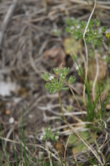 Androsace maxima