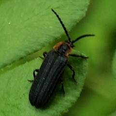 Eropterus trilineatus