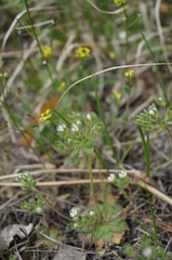 Androsace maxima