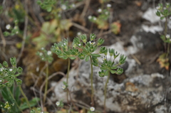 Androsace maxima