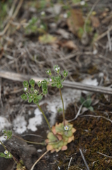 Androsace maxima