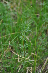 Galium verum