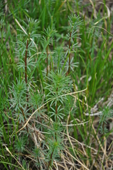 Galium verum