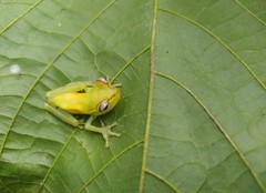 Palm Treefrog photo 3
