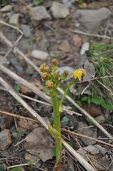 Petasites radiatus
