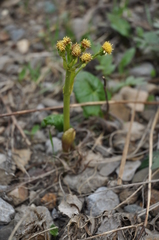Petasites radiatus