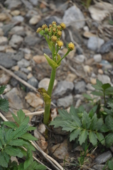 Petasites radiatus