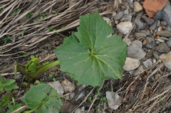 Petasites radiatus