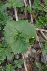 Petasites radiatus