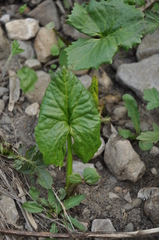 Petasites radiatus