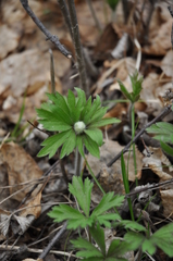Anemonoides sylvestris
