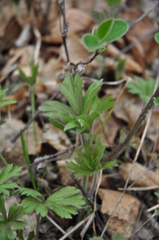 Anemonoides sylvestris
