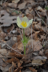 Pulsatilla patens
