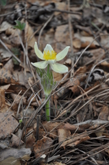 Pulsatilla patens