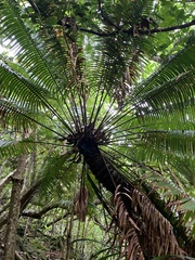 Cycas micronesica