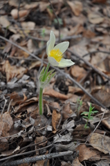 Pulsatilla patens
