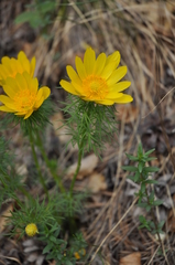 Adonis vernalis